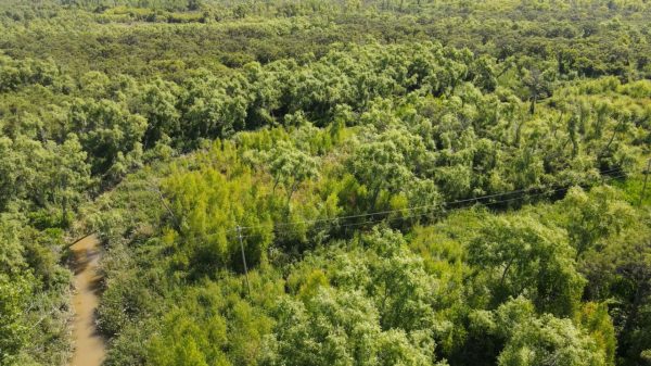 TIGRE Delta 8 hectares