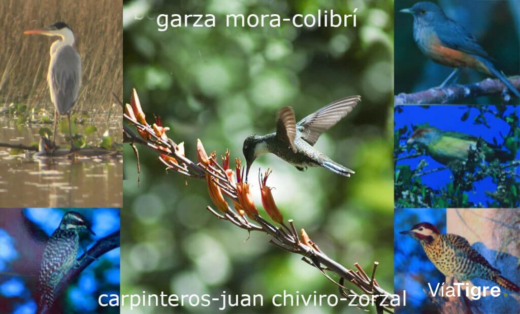 collage de pájaros que podes ver